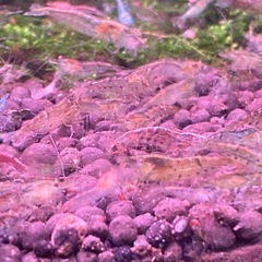 シュリンプ　50匹の画像