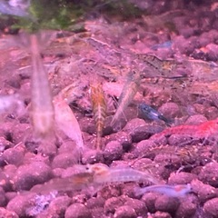 シュリンプ　50匹の画像