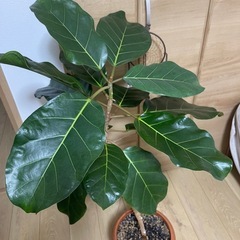 フィカス アフリカンプリンス 希少種 観葉植物の画像