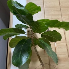 フィカス アフリカンプリンス 希少種 観葉植物の画像