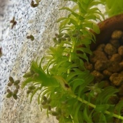 ミナミヌマエビ　20匹★の画像