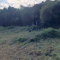 竹譲ります  園芸　支柱　女竹　篠竹  笹　真竹  
釣竿　筆　農業　畑　家庭菜園　ガーデニングの画像