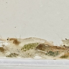 抱卵個体　シュリンプ　15〜20匹の画像