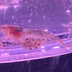 抱卵個体　シュリンプ　15〜20匹の画像