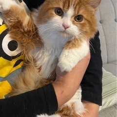 スコティッシュ　毛長の男の子