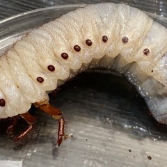 ヘラクレスオオカブト幼虫　3令　ペアの画像
