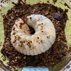 ヘラクレスオオカブト幼虫　3令　ペアの画像