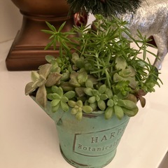 アンティーク缶多肉寄せ植え1の画像