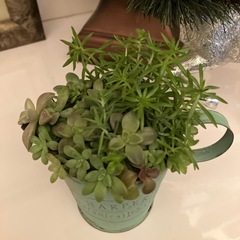 アンティーク缶多肉寄せ植え1の画像