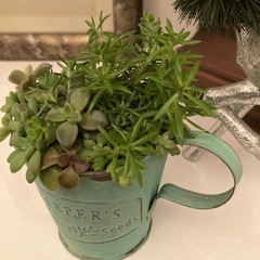 アンティーク缶多肉寄せ植え1の画像