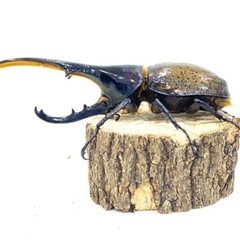 ヘラクレスオオカブト幼虫　3令　ペアの画像