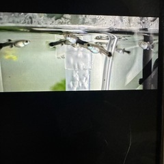 グッピーの画像