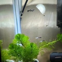 グッピーの画像