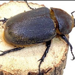 ヘラクレスオオカブト幼虫　3令　ペアの画像