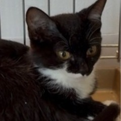 かわいい仮面フェイス^_^女の子４ヶ月くらい