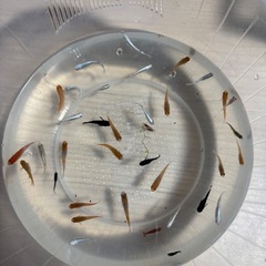 画像のメダカとレッド、ブルーのシュリンプ30匹の画像