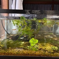 画像のメダカとレッド、ブルーのシュリンプ30匹の画像