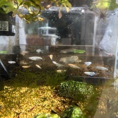 画像のメダカとレッド、ブルーのシュリンプ30匹の画像