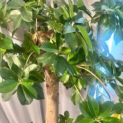 【元気な観葉植物】の画像