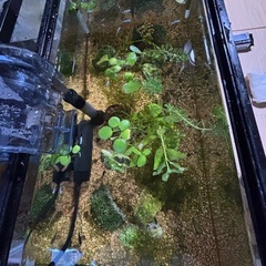 画像のメダカとレッド、ブルーのシュリンプ30匹の画像