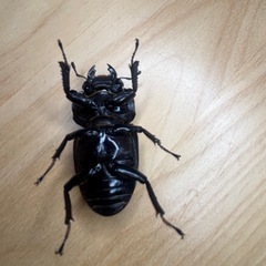 オオクワガタ奈良輪川西♂♀ペア①の画像