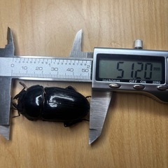 オオクワガタ奈良輪川西♂♀ペア①の画像