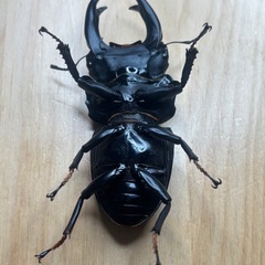 オオクワガタ奈良輪川西♂♀ペア①の画像