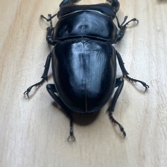 オオクワガタ奈良輪川西♂♀ペア①の画像