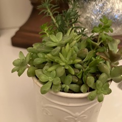 アンティーク缶多肉寄せ植え2の画像