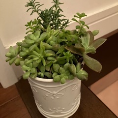 アンティーク缶多肉寄せ植え2の画像