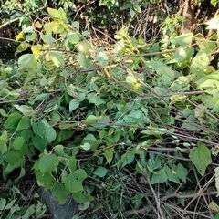 アカメガシワを伐採しましたの画像