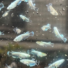 メダカ1ペア 400円の画像