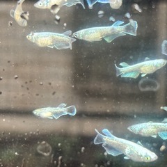 メダカ1ペア 400円の画像