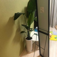 鏡かがみの画像