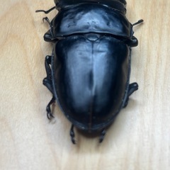 オオクワガタ奈良輪川西♂♀ペア②の画像