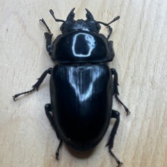 オオクワガタ奈良輪川西♂♀ペア②の画像