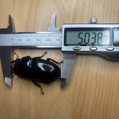 オオクワガタ奈良輪川西♂♀ペア②の画像