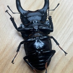 オオクワガタ奈良輪川西♂♀ペア②の画像