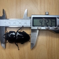 オオクワガタ奈良輪川西♂♀ペア③の画像