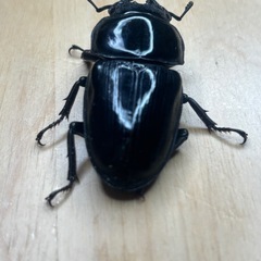 オオクワガタ奈良輪川西♂♀ペア③の画像