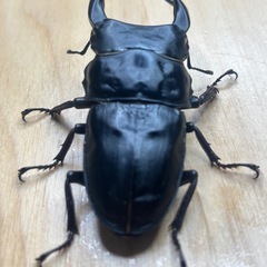 オオクワガタ奈良輪川西♂♀ペア③の画像