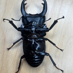 オオクワガタ奈良輪川西♂♀ペア③の画像