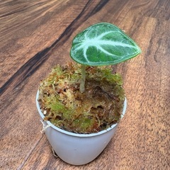 アロカシア　ニンジャの画像