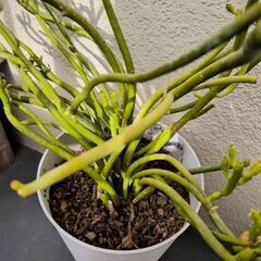 ミルクブッシュの画像