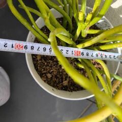 ミルクブッシュの画像