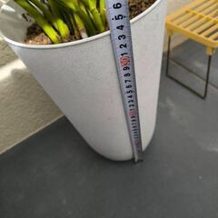 ミルクブッシュの画像