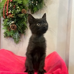 二ヶ月半くろちび❤️男の子