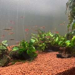 ディープレッドホタルテトラ成体40匹の画像