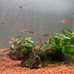 ディープレッドホタルテトラ成体40匹の画像
