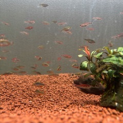 ディープレッドホタルテトラ成体40匹の画像